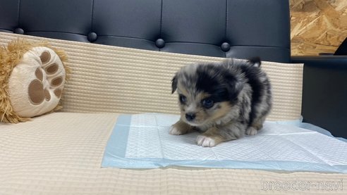 成約済の兵庫県のポメチワ:ポメラニアン×チワワ-348628の4枚目